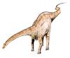 Diplodocus - Wiki
