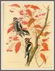 [Woodpeckers by Zimmerman] Yellow-bellied Sapsucker