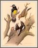 [Woodpeckers by Zimmerman] Williamson's Sapsucker (Sphyrapicus thyroideus)
