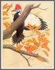 [Woodpeckers by Zimmerman] Pileated Woodpecker - Dryocopus pileatus