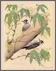 [Woodpeckers by Zimmerman] Strickland's Woodpecker