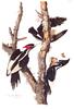Ivory-billed Woodpecker (Campephilus principalis) - Wiki