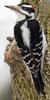 Hairy Woodpecker (Picoides villosus) - Wiki
