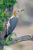 Golden-fronted Woodpecker (Melanerpes aurifrons) - Wiki