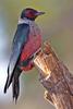 Lewis's Woodpecker (Melanerpes lewis) - Wiki