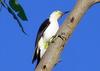 White Woodpecker (Melanerpes candidus) - Wiki