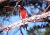 Puerto Rican Woodpecker (Melanerpes portoricensis) - Wiki