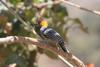 Golden-cheeked Woodpecker (Melanerpes chrysogenys) - Wiki