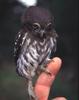 Ferruginous Pygmy-owl (Glaucidium brasilianum) - Wiki