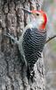 Red-bellied Woodpecker (Melanerpes carolinus) - Wiki