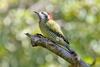 Cuban Green Woodpecker (Xiphidiopicus percussus) - Wiki
