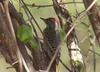 Cardinal Woodpecker (Dendropicos fuscescens) - Wiki
