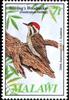 Stierling's Woodpecker (Dendropicos stierlingi) - Wiki