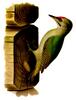 Grey-headed Woodpecker (Picus canus) - wiki