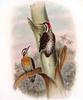 Philippine Woodpecker (Dendrocopos maculatus) - wiki