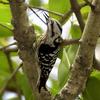Grey-capped Woodpecker (Dendrocopos canicapillus) - wiki