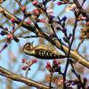 Pygmy Woodpecker (Dendrocopos kizuki) - Wiki