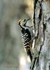Brown-fronted Woodpecker (Dendrocopos auriceps) - Wiki