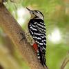 Fulvous-breasted Woodpecker (Dendrocopos macei) - Wiki