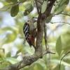 Stripe-breasted Woodpecker (Dendrocopos atratus) - Wiki
