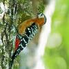 Rufous-bellied Woodpecker (Dendrocopos hyperythrus) - Wiki