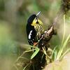 Darjeeling Woodpecker (Dendrocopos darjellensis) - Wiki