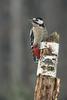 Great Spotted Woodpecker (Dendrocopos major) - Wiki