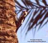 Sind Woodpecker (Dendrocopos assimilis) - Wiki