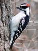 Downy Woodpecker (Picoides pubescens) - wiki