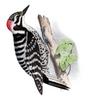 Nuttall's Woodpecker (Picoides nuttallii) - wiki