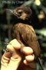 Smoky-brown Woodpecker (Veniliornis fumigatus) - Wiki