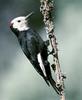 White-headed Woodpecker (Picoides albolarvatus) - Wiki