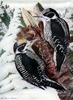 American Three-toed Woodpecker (Picoides dorsalis) - Wiki