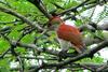 Scarlet-backed Woodpecker (Veniliornis callonotus) - Wiki