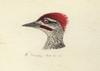 Fine-spotted Woodpecker (Campethera punctuligera) - Wiki