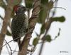 Nubian Woodpecker (Campethera nubica) - Wiki