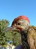 Knysna Woodpecker (Campethera notata) - wiki