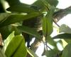 Little Green Woodpecker (Campethera maculosa) - wiki