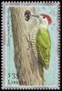 Green-backed Woodpecker (Campethera cailliautii) - wiki