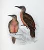 Ground Woodpecker (Geocolaptes olivaceus) - illustration