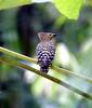 Buff-rumped Woodpecker (Meiglyptes tristis) - Wiki