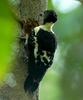 Black-and-buff Woodpecker (Meiglyptes jugularis) - Wiki