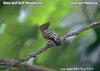 Grey-and-buff Woodpecker (Hemicircus concretus) - Wiki
