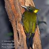 Greater Yellownape (Picus flavinucha) - Wiki