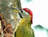 Laced Woodpecker (Picus vittatus) - Wiki