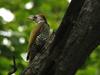 Japanese Woodpecker (Picus awokera) - Wiki