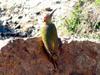 Levaillant's Woodpecker (Picus vaillantii) - Wiki