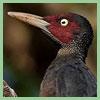 Sooty Woodpecker (Mulleripicus funebris) - Wiki