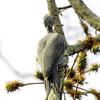 Great Slaty Woodpecker (Mulleripicus pulverulentus) - Wiki