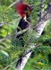 Helmeted Woodpecker (Dryocopus galeatus) - Wiki